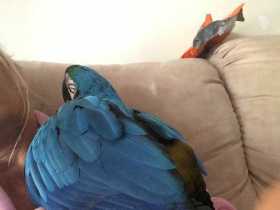 Lost Macaw