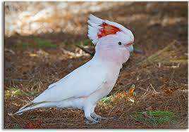 Lost Major Mitchell Cockatoo