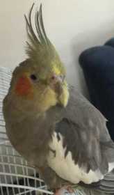 Lost Cockatiel