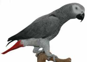 Lost African Grey