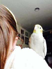 Lost Cockatiel