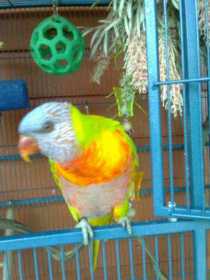 Lost Lory / Lorikeet