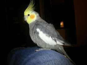 Lost Cockatiel