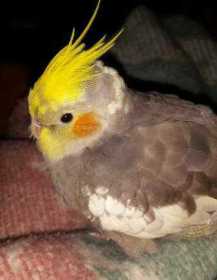 Lost Cockatiel