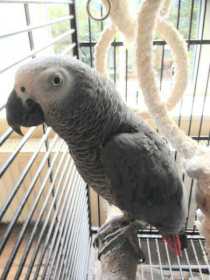 Lost African Grey