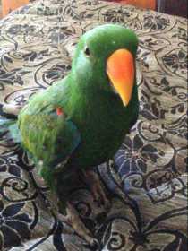 Lost Eclectus