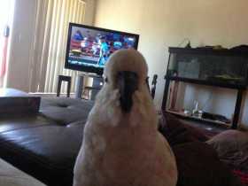 Lost Cockatoo