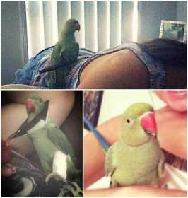 Lost Indian Ringneck Parakeet