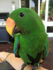 Lost Eclectus