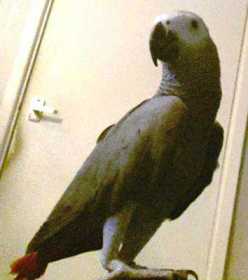 Lost African Grey