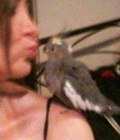 Lost Cockatiel