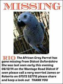 Lost African Grey