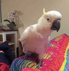 Lost Cockatoo