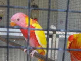 Lost Lory / Lorikeet