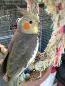 Lost Cockatiel