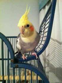 Lost Cockatiel