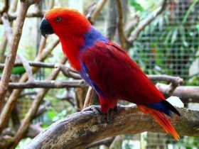 Lost Eclectus