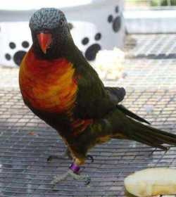 Lost Lory / Lorikeet