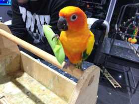 Lost Conure