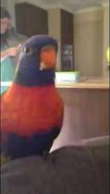 Lost Lory / Lorikeet