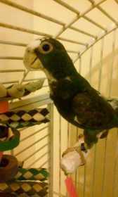 Lost Pionus