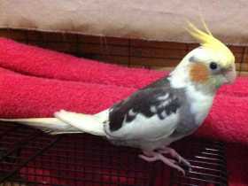 Lost Cockatiel