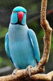 Lost Indian Ringneck Parakeet