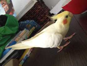 Lost Cockatiel