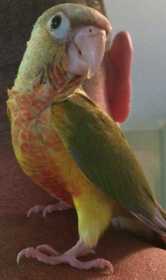 Lost Conure