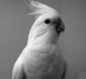 Lost Cockatiel