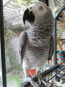Lost African Grey