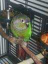 Lost Conure