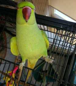 Lost Indian Ringneck Parakeet