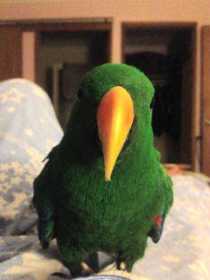 Lost Eclectus