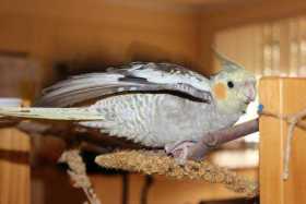 Lost Cockatiel