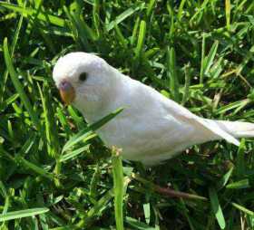 Lost Budgerigar