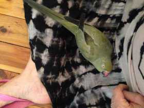 Lost Indian Ringneck Parakeet