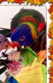 Lost Lory / Lorikeet