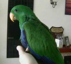 Lost Eclectus