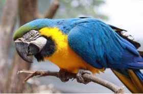 Lost Macaw