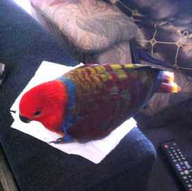 Lost Eclectus