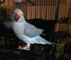 Lost Indian Ringneck Parakeet