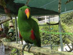 Lost Eclectus