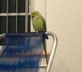 Lost Indian Ringneck Parakeet