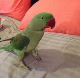 Lost Alexandrine