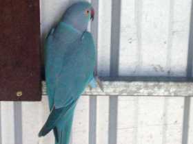 Lost Indian Ringneck Parakeet