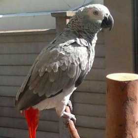 Lost African Grey