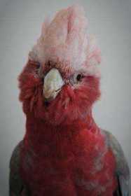 Lost Galah Cockatoo