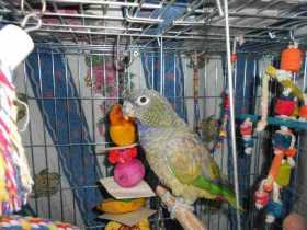 Lost Pionus