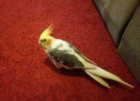 Lost Cockatiel